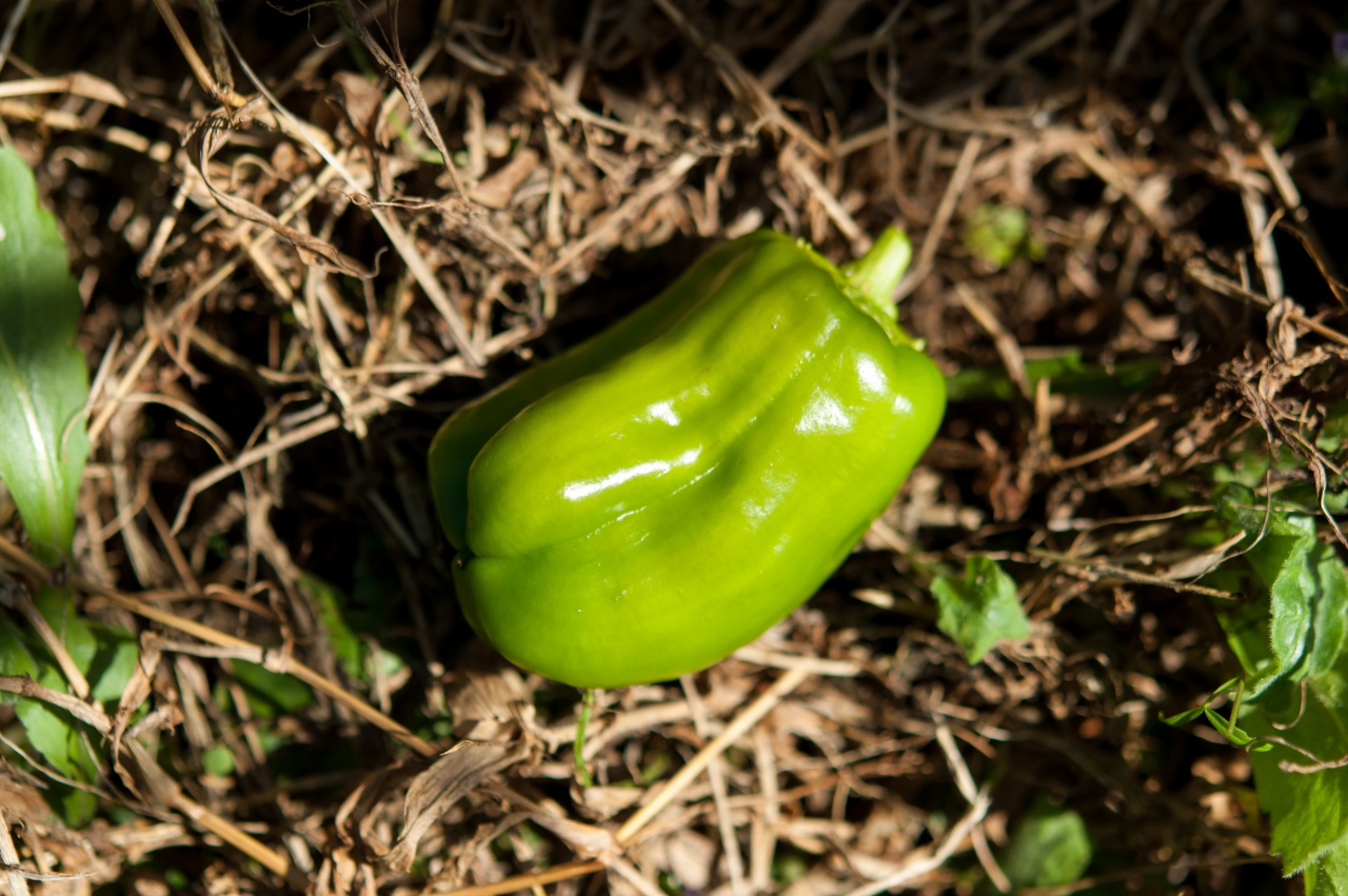 【家庭菜園】夏野菜をいろいろ植付けてみた【ピーマン】