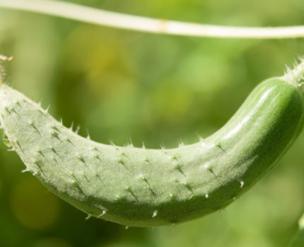 【家庭菜園】夏野菜をいろいろ植付けてみた【キュウリ】