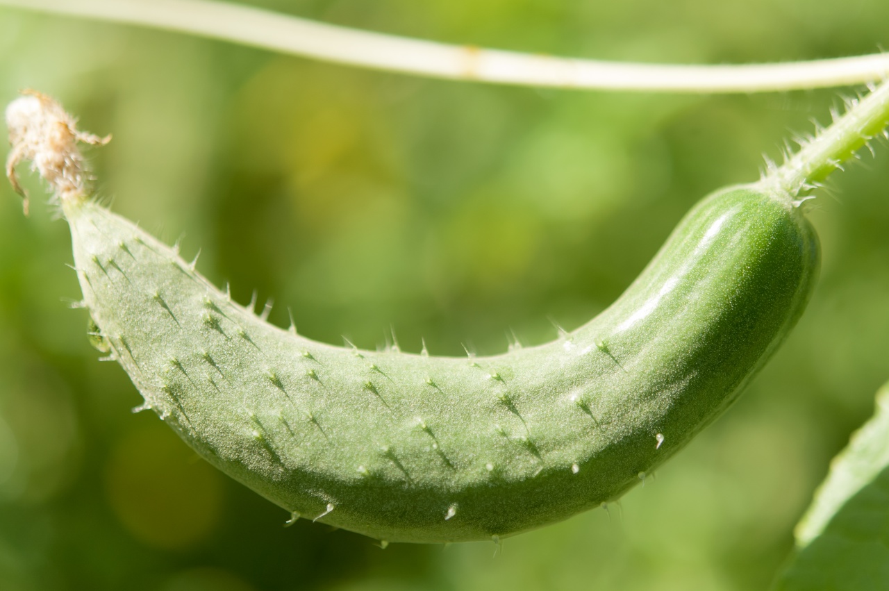 【家庭菜園】夏野菜をいろいろ植付けてみた【キュウリ】