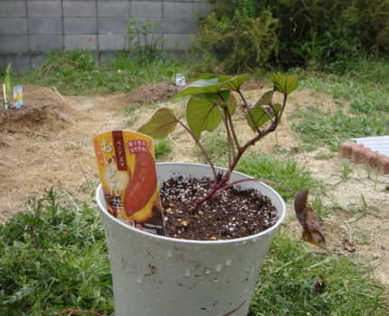 【家庭菜園】サツマイモの植付準備