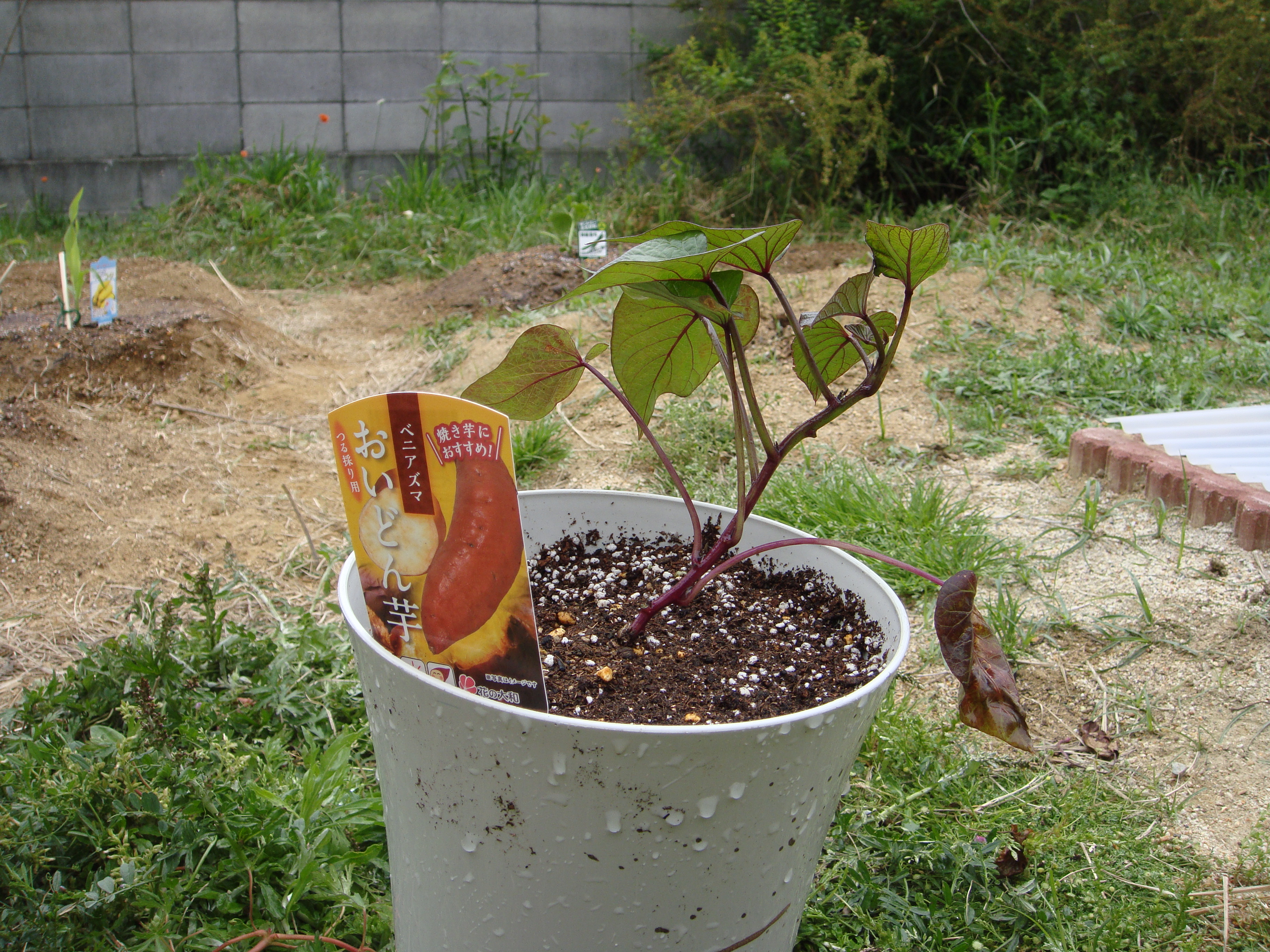 【家庭菜園】サツマイモの植付準備